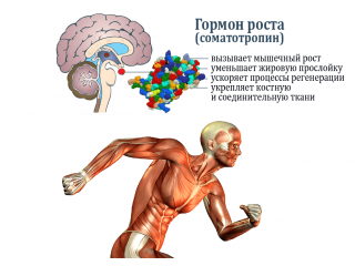 Гормон роста в бодибилдинге